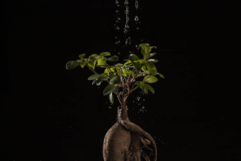 plante arrosée avec des racines